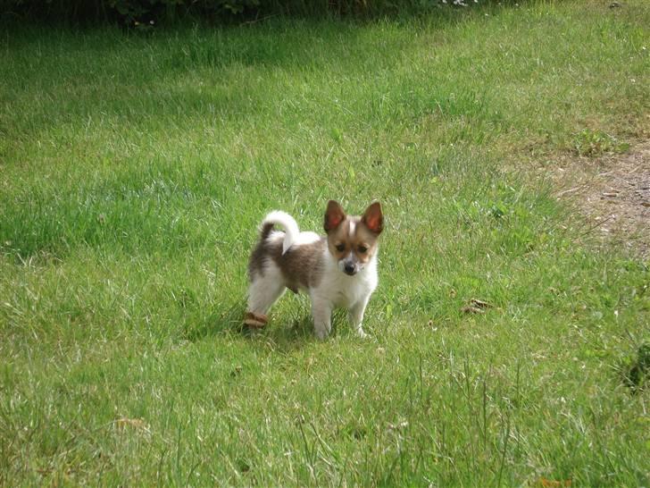 Blanding af racer Kenzo billede 2