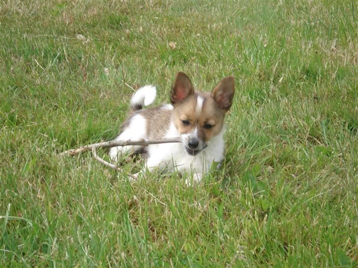 Blanding af racer Kenzo - Må jeg ikke nok få min pind med ind?? billede 3