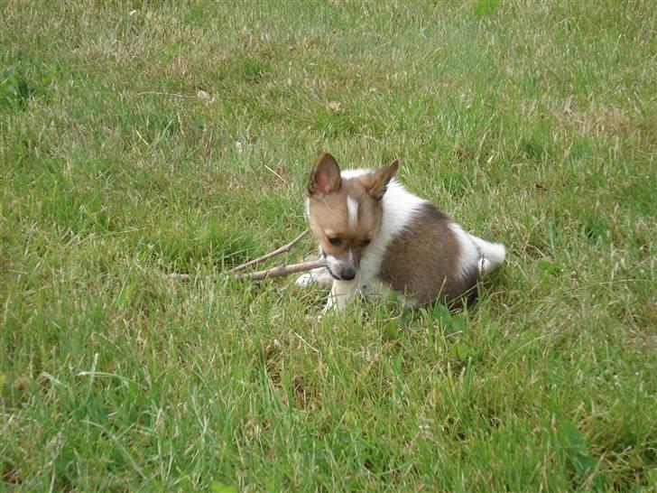 Blanding af racer Kenzo billede 4