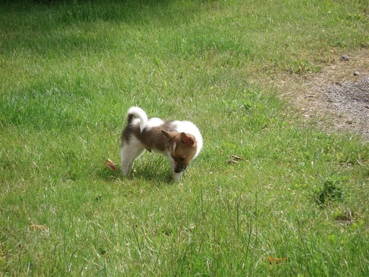 Blanding af racer Kenzo billede 5