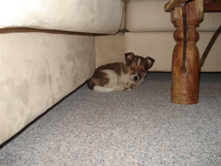 Blanding af racer Kenzo billede 6