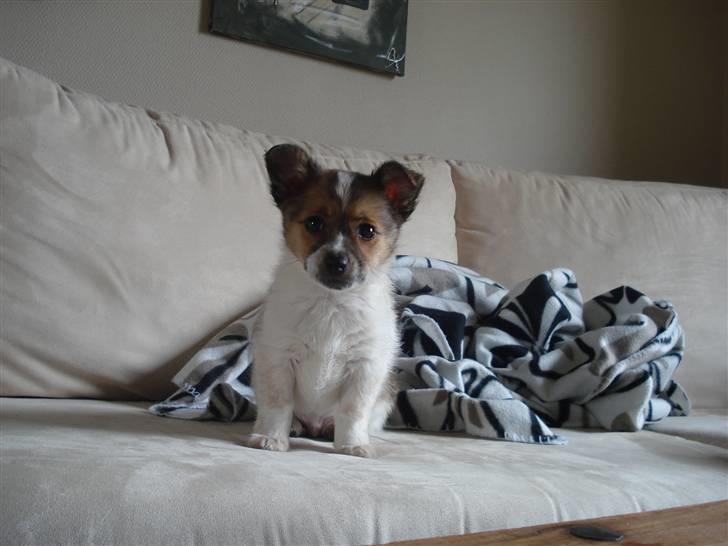 Blanding af racer Kenzo billede 7