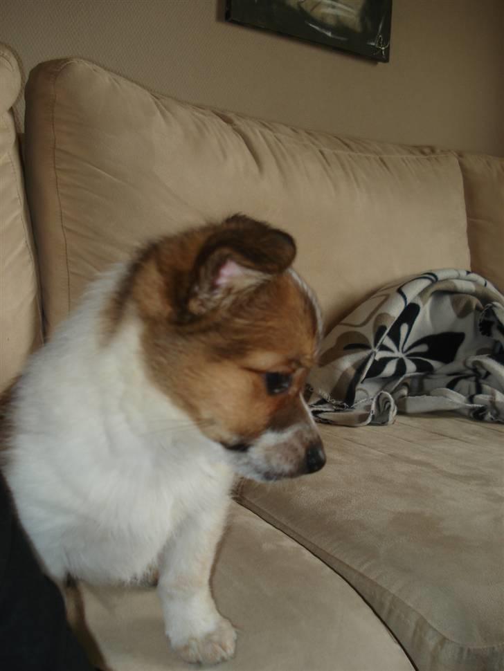 Blanding af racer Kenzo - Hvad var det?? billede 8