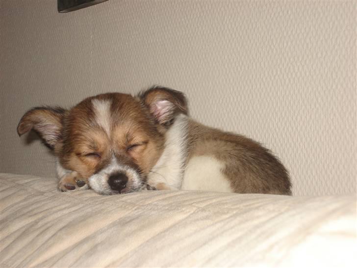 Blanding af racer Kenzo - Far syntes jeg ligner gremlins´ Gismo??? billede 9