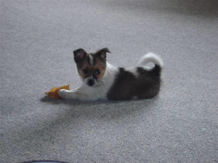 Blanding af racer Kenzo billede 10