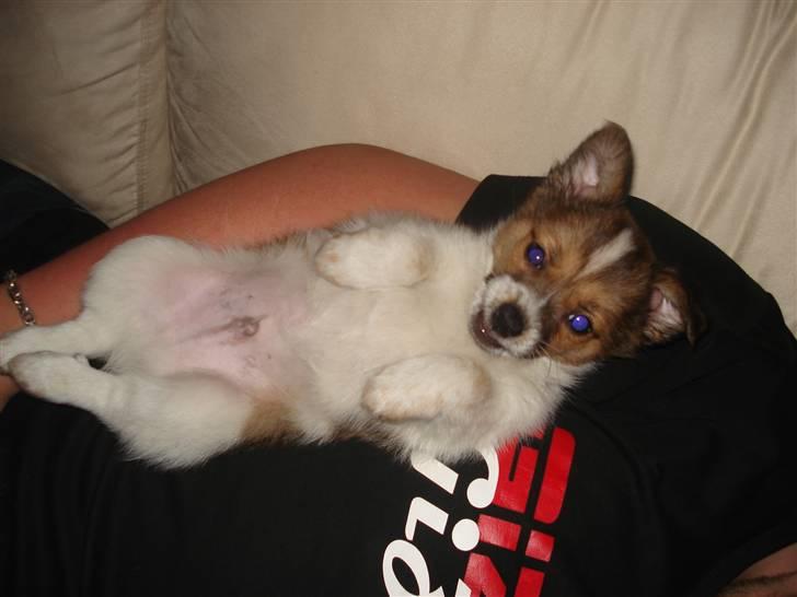 Blanding af racer Kenzo billede 11