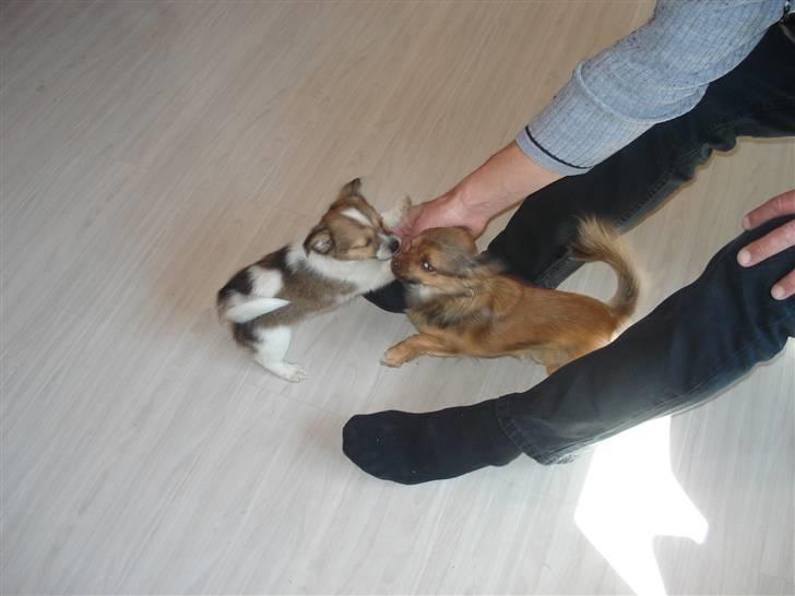 Blanding af racer Kenzo - Min legekammerat Lady billede 12