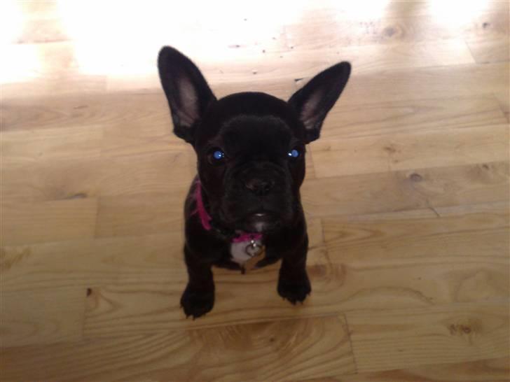 Fransk bulldog Mitzy er solgt billede 7