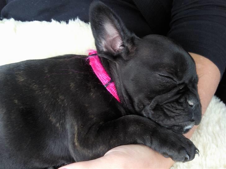 Fransk bulldog Mitzy er solgt - Gaab.. billede 8