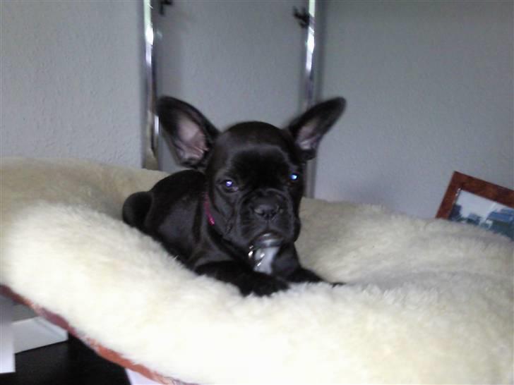 Fransk bulldog Mitzy er solgt billede 9