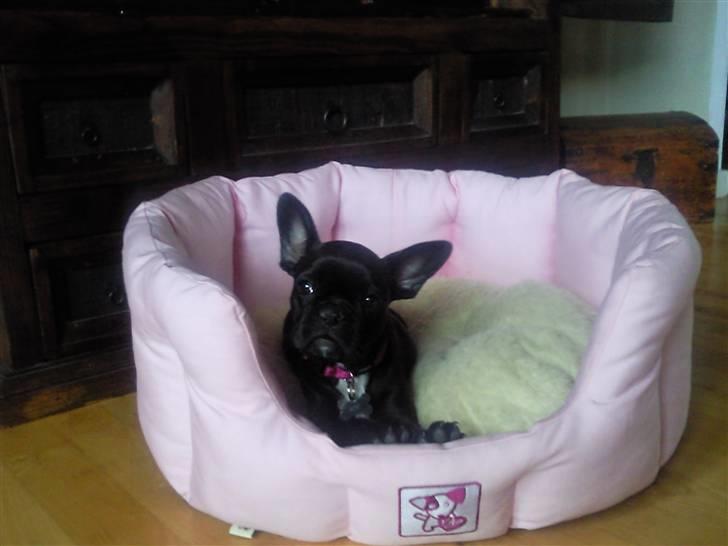 Fransk bulldog Mitzy er solgt billede 10