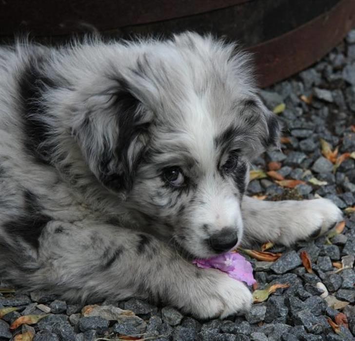 Australian shepherd Micha billede 1