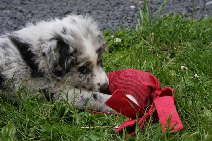 Australian shepherd Micha billede 2