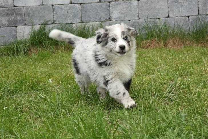 Australian shepherd Micha billede 3
