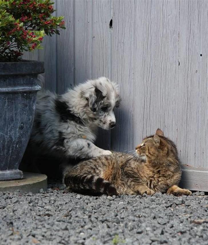 Australian shepherd Micha billede 4
