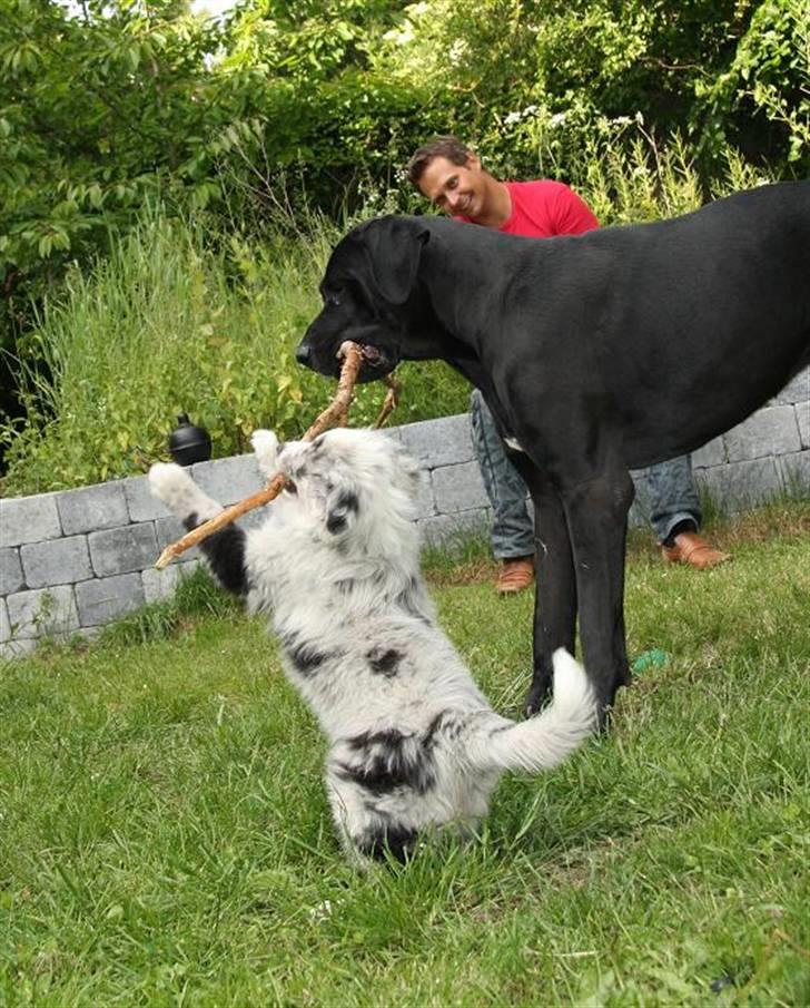 Australian shepherd Micha billede 5