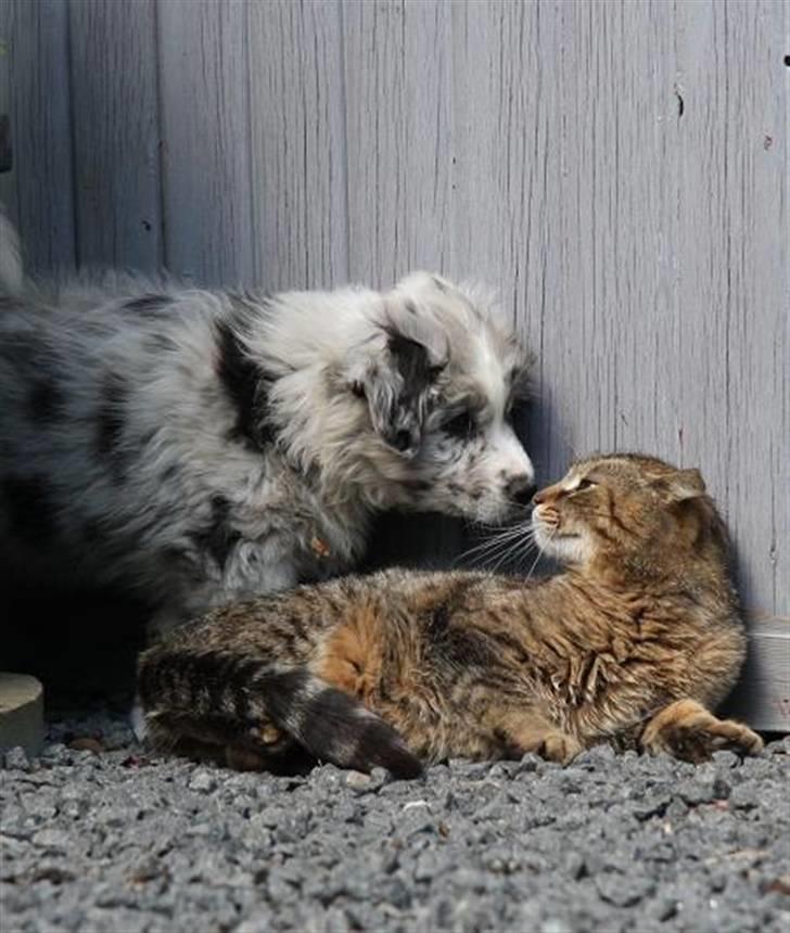 Australian shepherd Micha billede 6