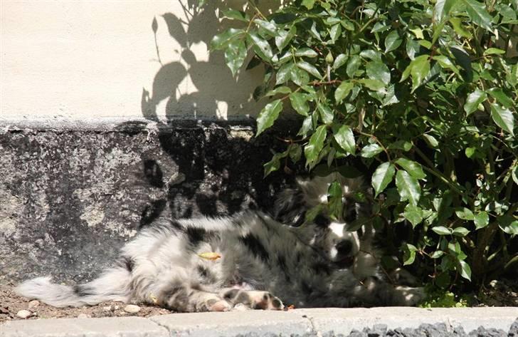 Australian shepherd Micha billede 7