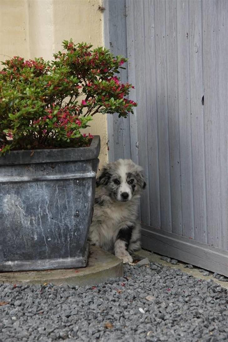 Australian shepherd Micha billede 8