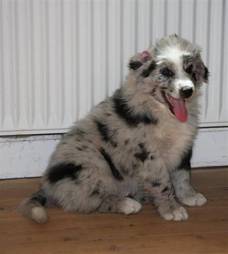 Australian shepherd Micha billede 9