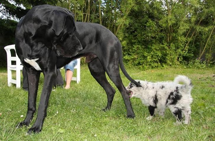 Australian shepherd Micha billede 10
