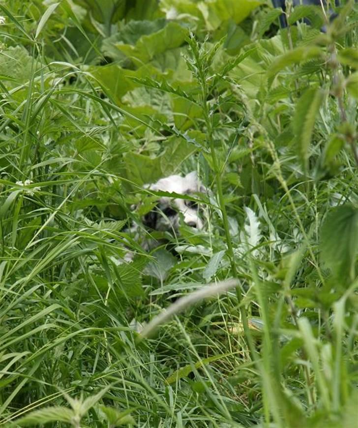 Australian shepherd Micha billede 11