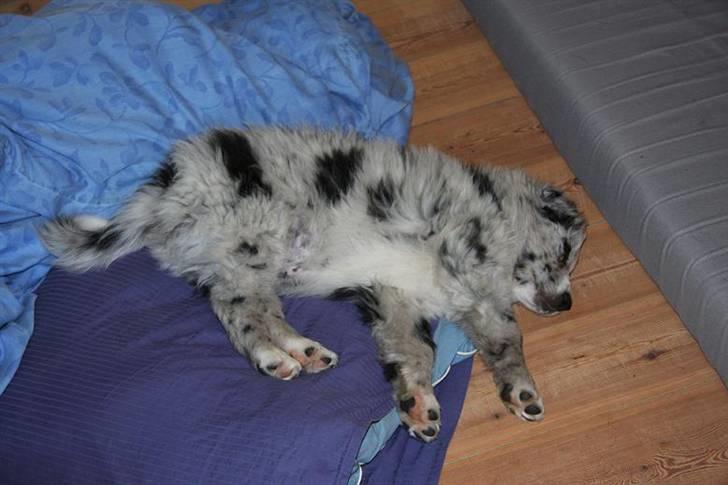 Australian shepherd Micha billede 12
