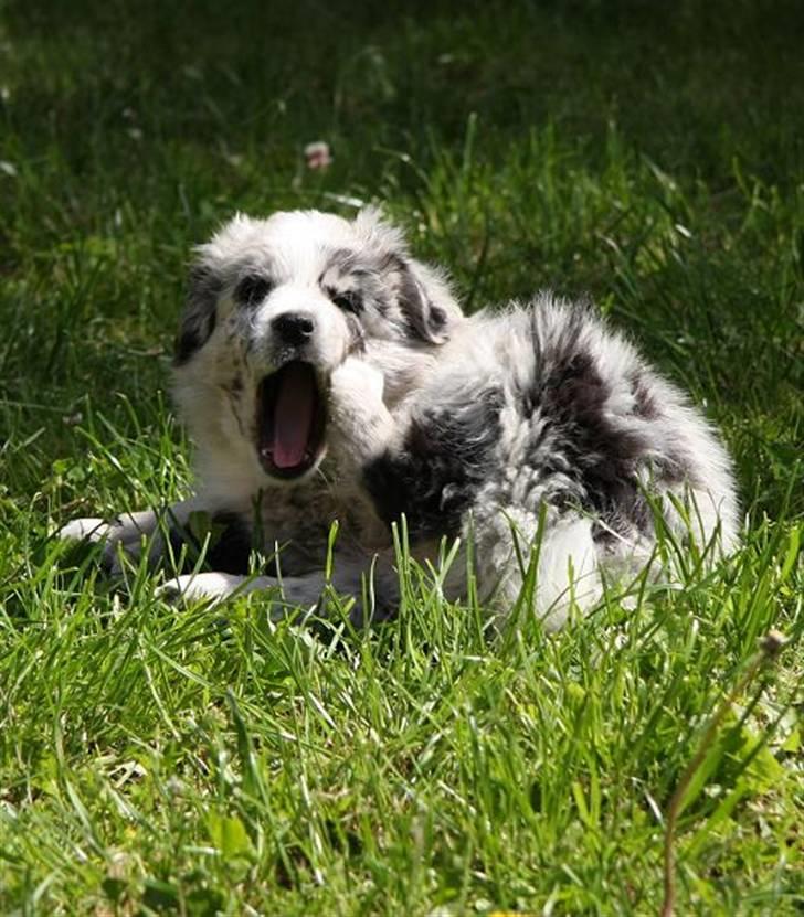 Australian shepherd Micha billede 13