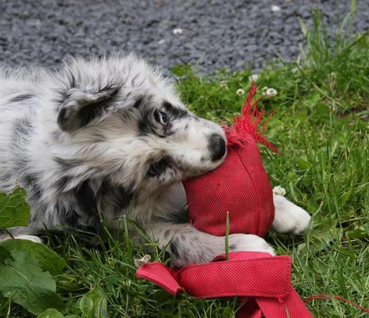 Australian shepherd Micha billede 14