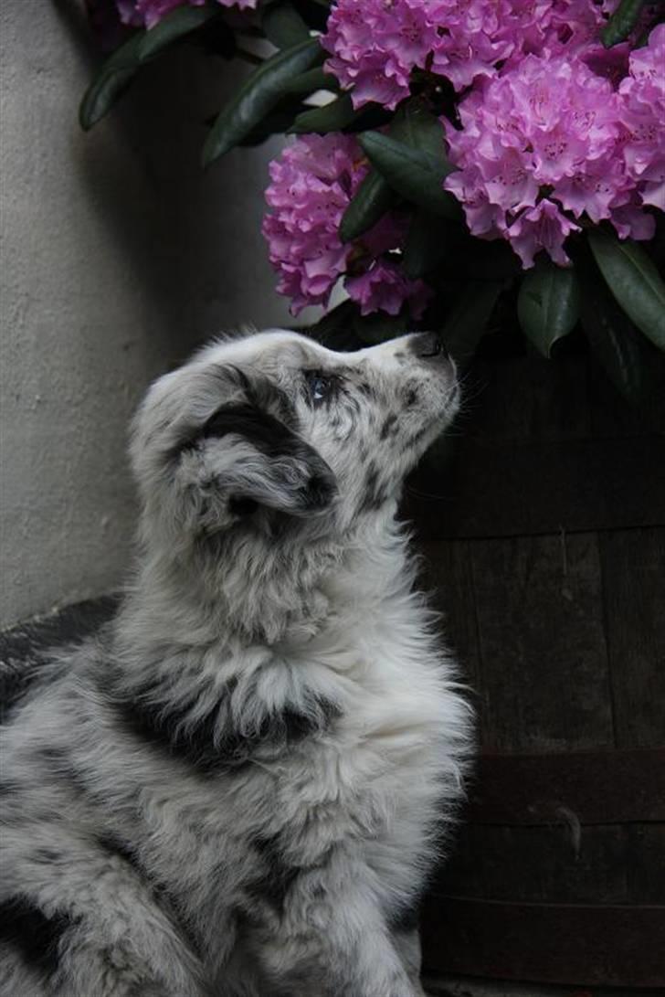 Australian shepherd Micha billede 15
