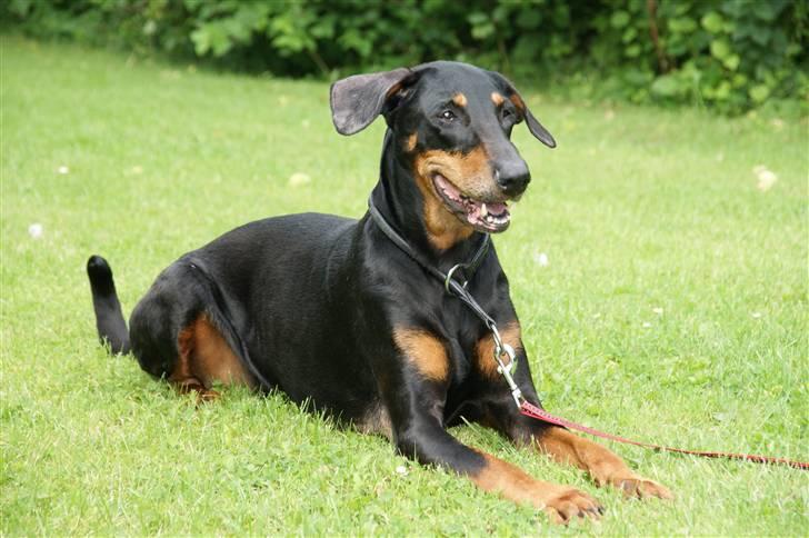 Dobermann Tusca R.I.P. billede 6