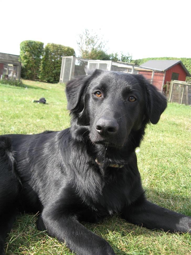 Blanding af racer Bonzo R.I.P :'( - <NYT>* Velkommen til min dejlige hund Bonzo (: billede 1