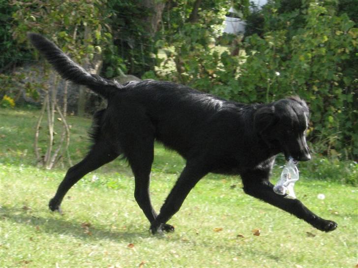 Blanding af racer Bonzo R.I.P :'( - <NYT>* Bonzo leger, eller i min verden går han dressur på OL plan ;D billede 2