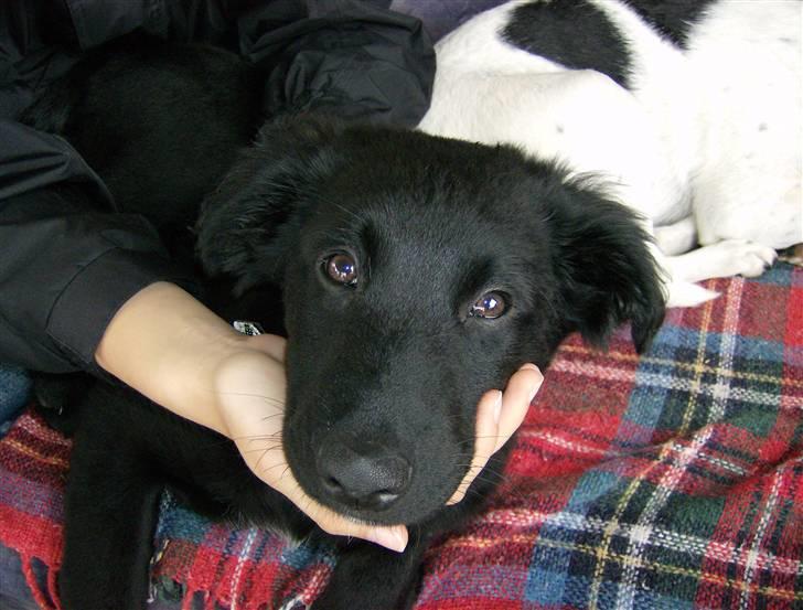 Blanding af racer Bonzo R.I.P :'( - <GAMMELT>* Den gang Bonzo var "lille"  billede 3