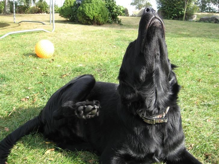 Blanding af racer Bonzo R.I.P :'( - <NYT>* Bonzo klør sig, STORE lapper ö billede 4