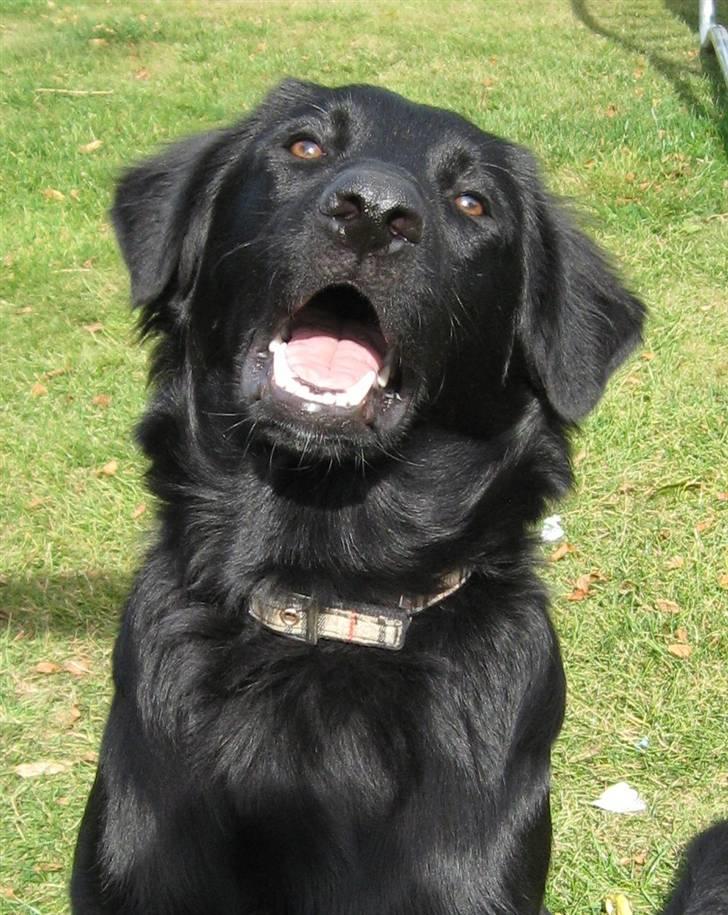 Blanding af racer Bonzo R.I.P :'( - <NYT>* Bonzo ser ´LIDT´ sjov ud (; billede 5