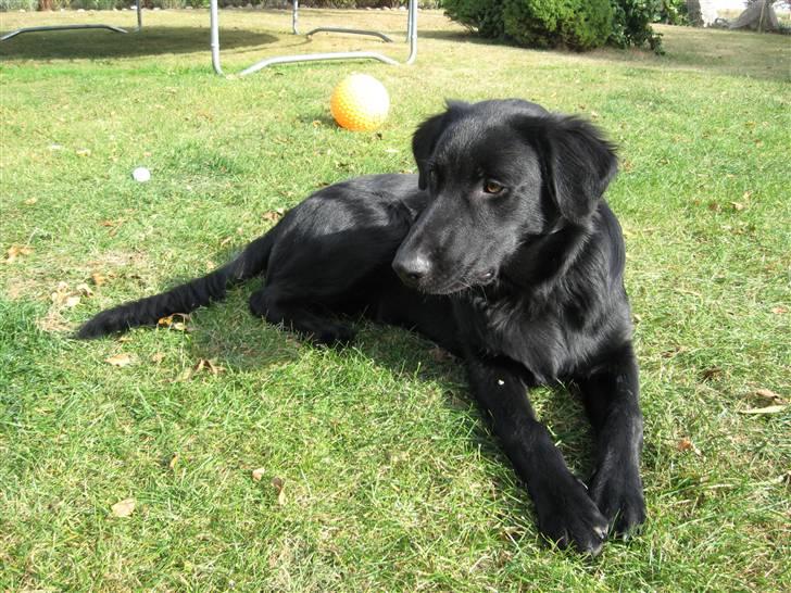 Blanding af racer Bonzo R.I.P :'( - <NYT>* Bonzo chiller ;D billede 6