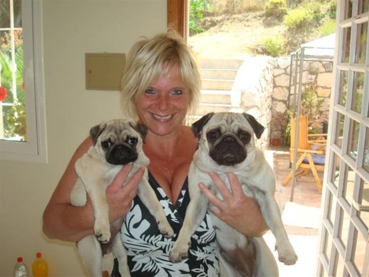 Mops Diva billede 15