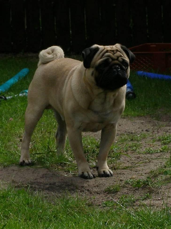 Mops Morris billede 1