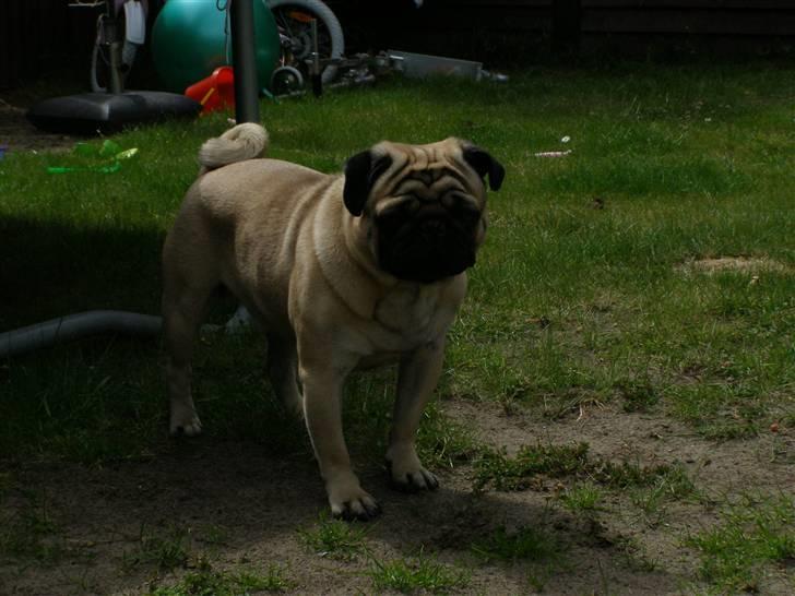 Mops Morris billede 2