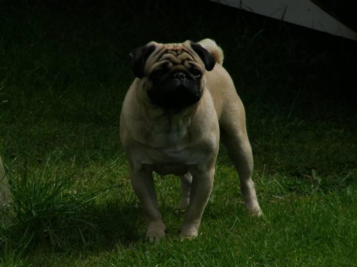 Mops Morris billede 3