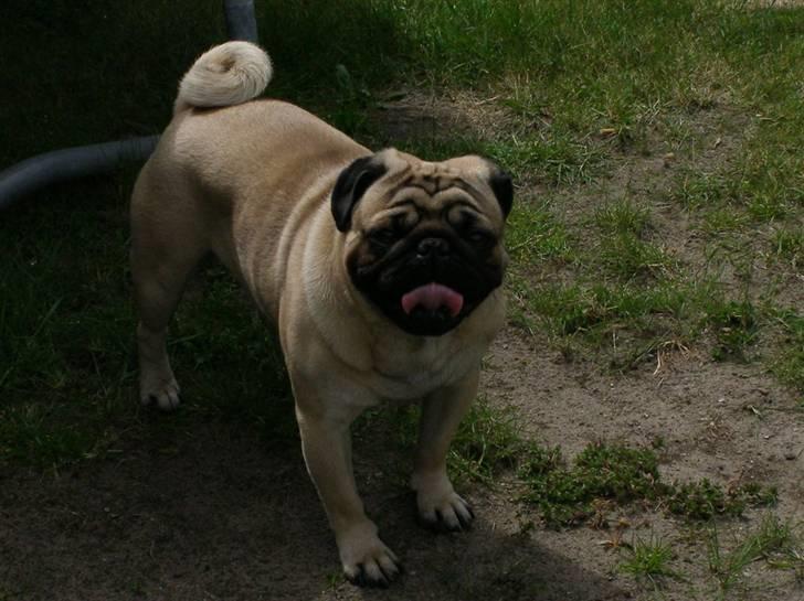 Mops Morris billede 4