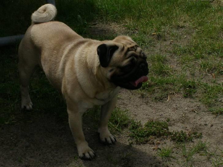 Mops Morris billede 5