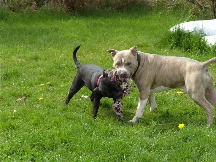 Staffordshire bull terrier Sif billede 14