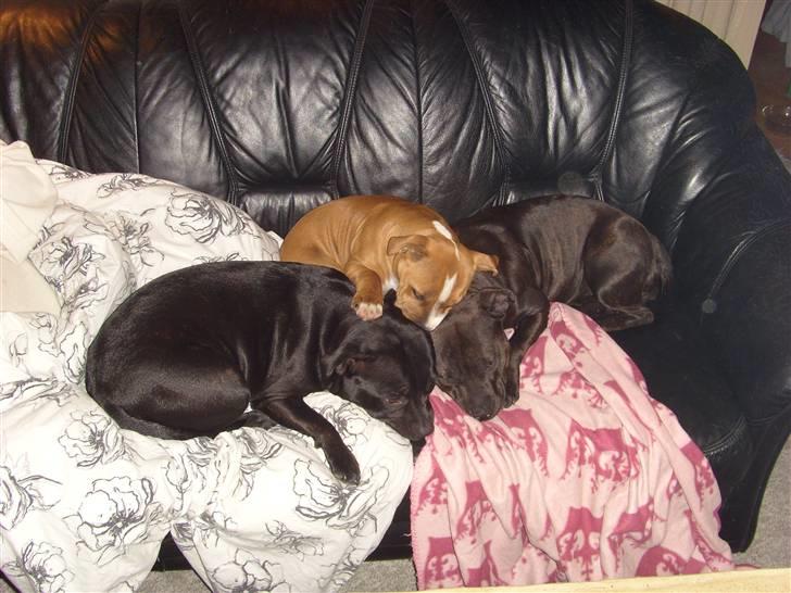 Staffordshire bull terrier Sif billede 15