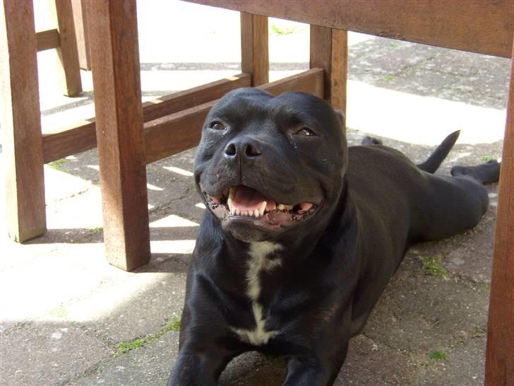 Staffordshire bull terrier Sif billede 3