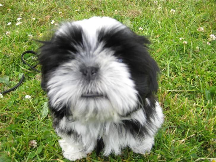 Shih tzu Kalle billede 6