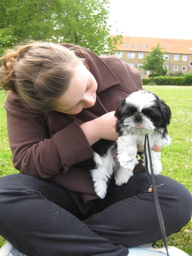 Shih tzu Kalle - Sammen med min hundemor :) billede 7