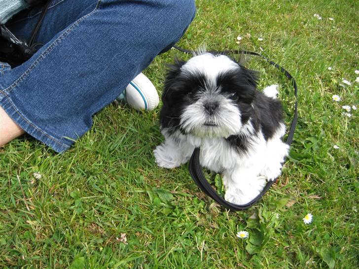 Shih tzu Kalle billede 8