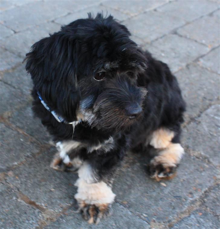 Blanding af racer Johan jack - Smukke Johan billede 1